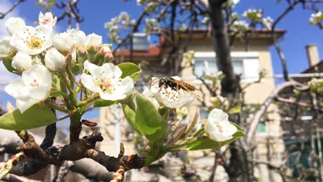 frühling mit blumen und bienen