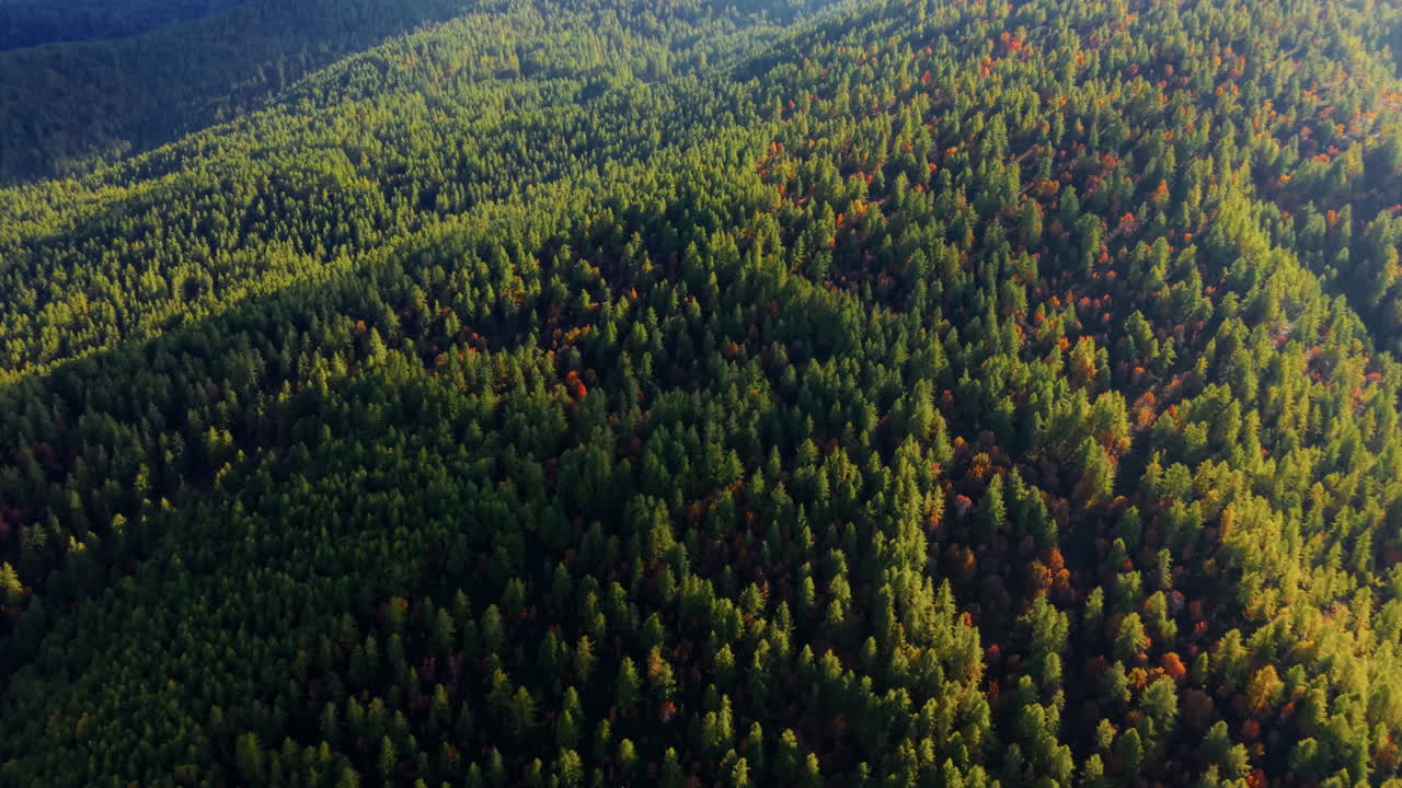 Forested Mountainscape Covered In Conifer Trees In Autumn Season. Aerial Drone Shot