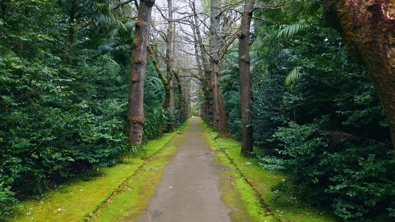 Green forest path moving slow motion. Touristic road at natural woods landscape