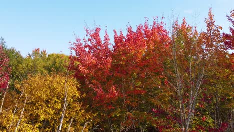 vibrant colorful autumn forest, aerial drone extreme close fly view