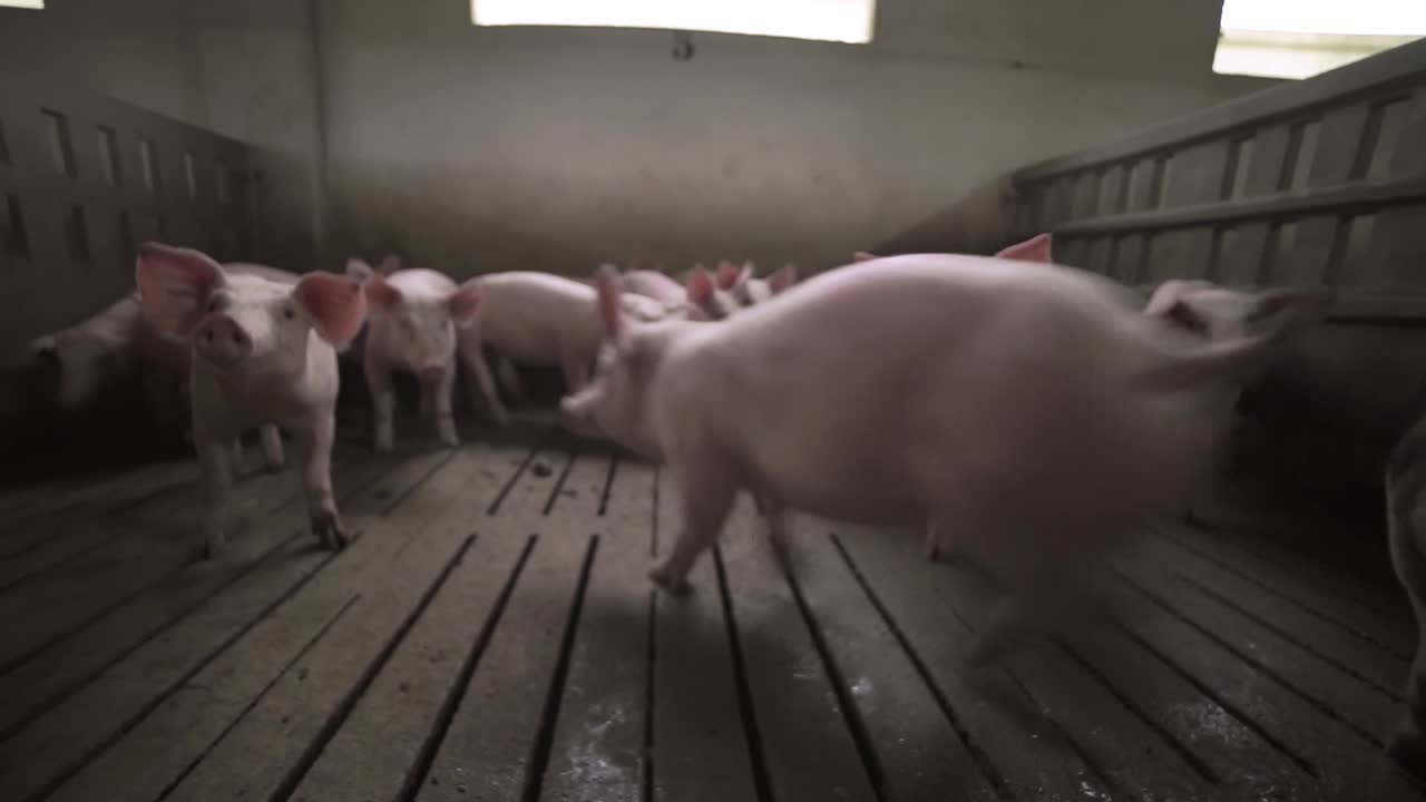 Piglets walking on slatted floor in pig farm