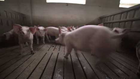 piglets walking on slatted floor in pig farm