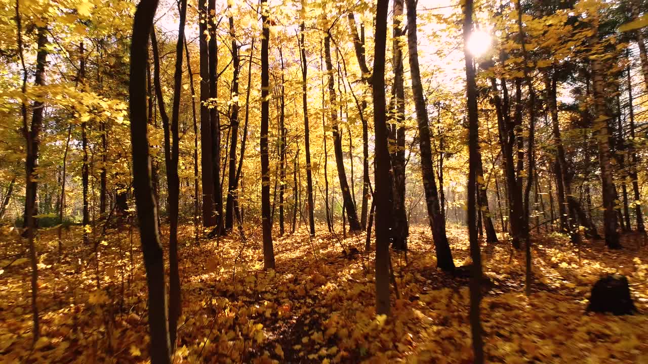 madera de bosque de otoño colorida