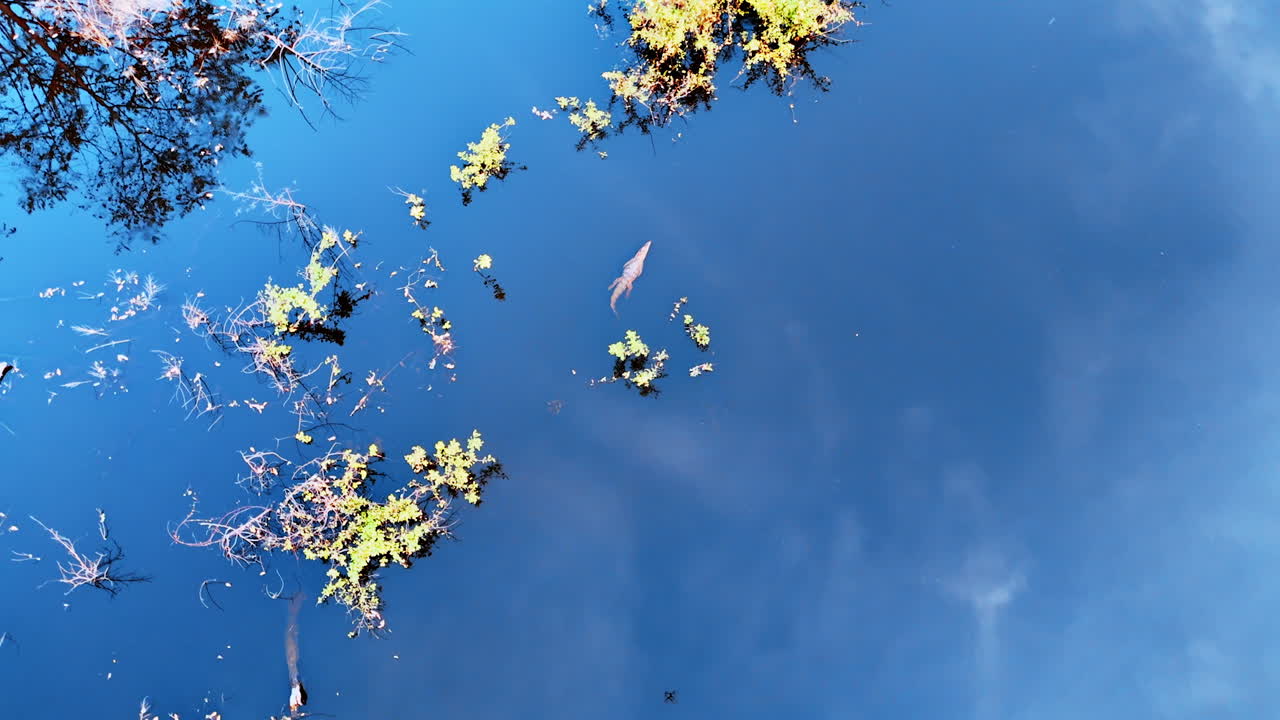 Alligator in the azure waterscape. Crocodile swimming in the river among some bushes. Top view.