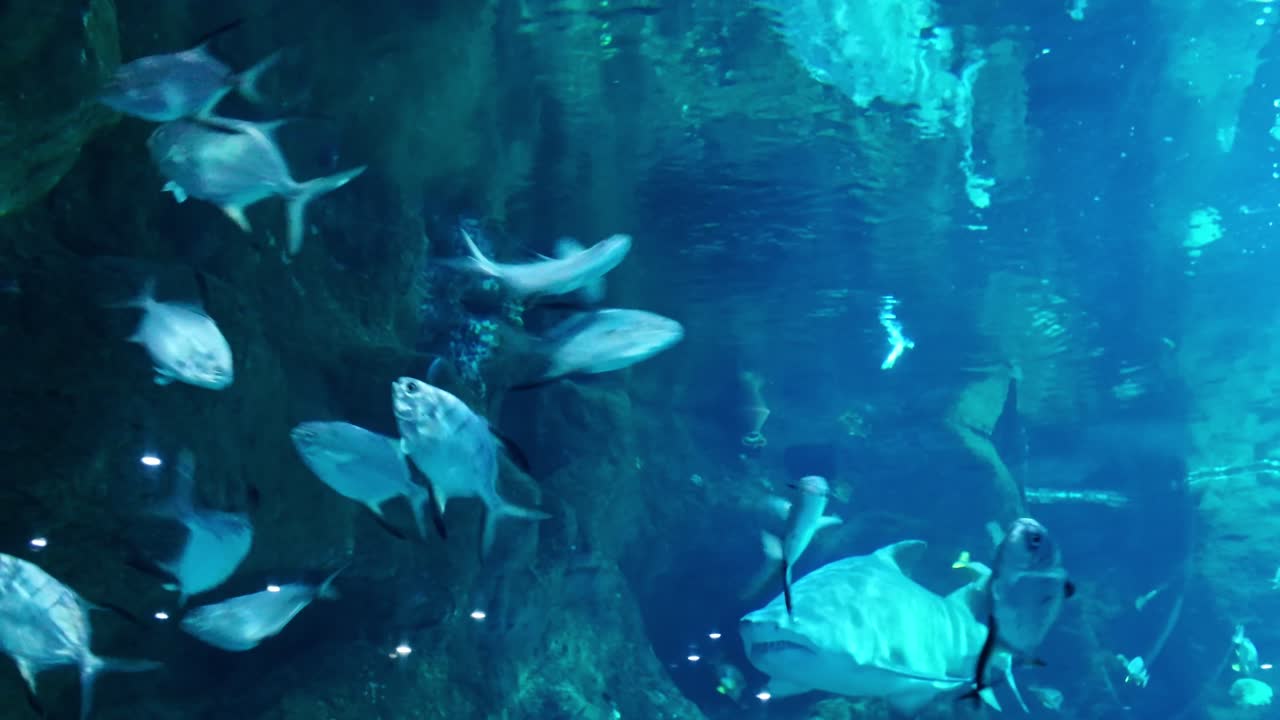 School of silver Taureau aka Sand tiger shark between pompaneaux sharks swimming in large aquarium tank in deep blue water