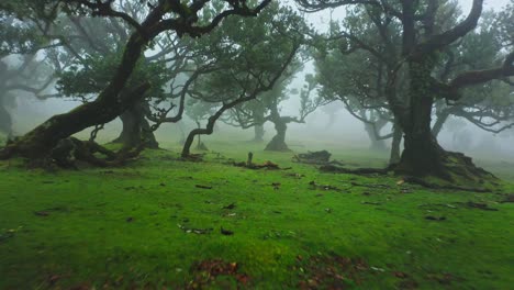 mystery fog forest with angelic woman in white dress walking past, aerial