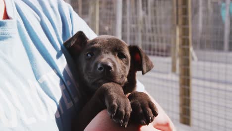 Dog-in-a-shelter-with-volunteer