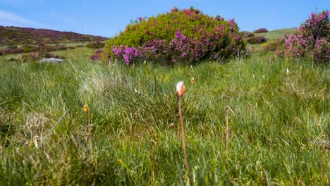 Rack-Fokus-Zwischen-Einer-Einzelnen-Wildblume-Und-Einem-Valdoinferno-Busch-Dahinter-Im-Grasland-Von-Zamora,-Spanien