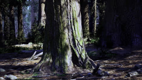 majestic trees embrace sunlight in a serene woodland landscape