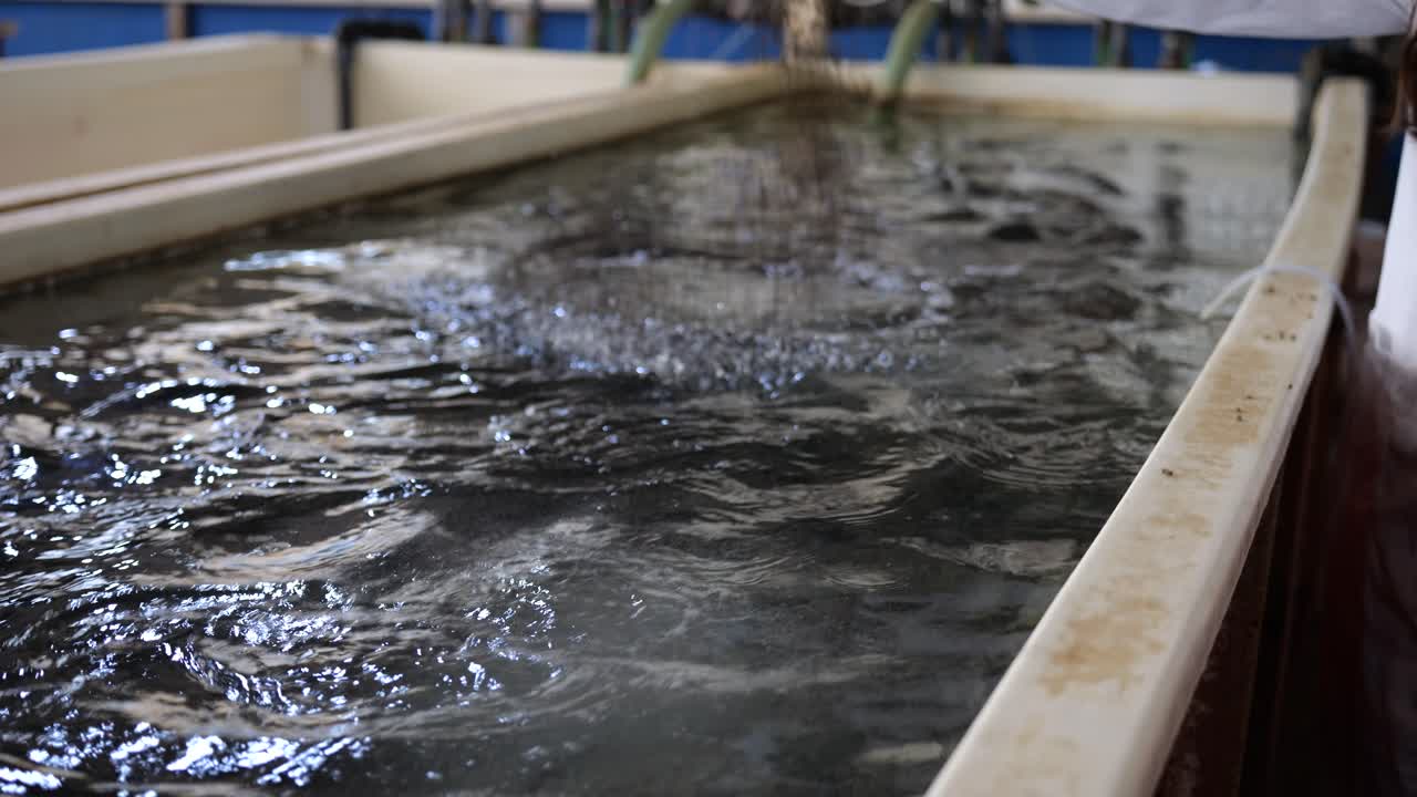 컨테이너에 자갈을 첨가하는 지속 가능한 수산업 관행