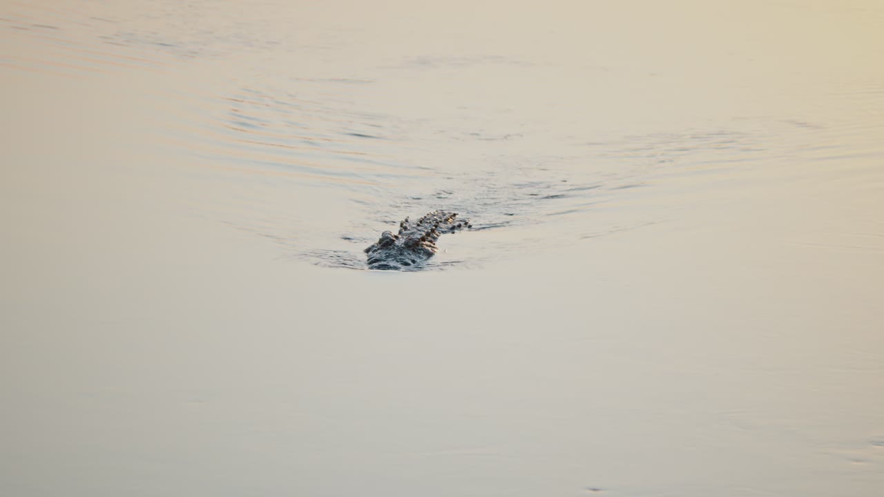 Crocodile in the Water