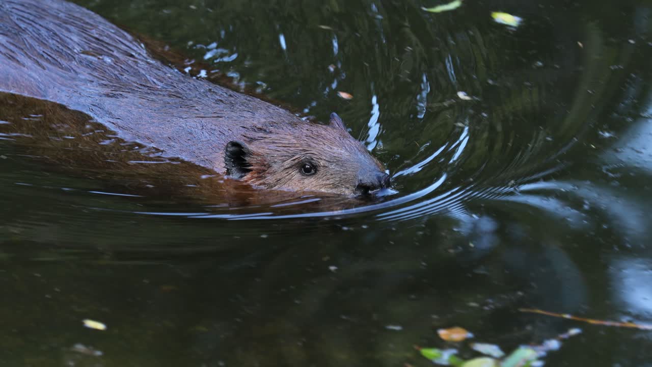 유라시아 비버 (castor fiber) 또는 유럽 비버 (european beaver) 는 한때 유라시아에 널리 퍼져 있었지만 모피와 카스토리움 때문에 거의 멸종될 정도로 사냥되었다.