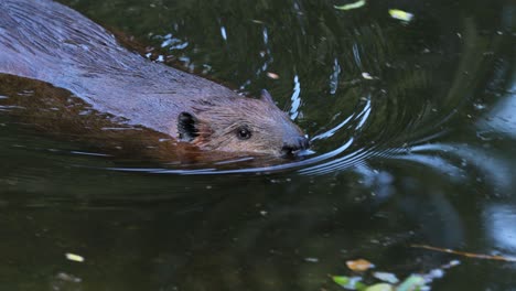 eurasian beaver (castor fiber) or european beaver is a beaver species that was once widespread in eurasia, but was hunted to near-extinction for both its fur and castoreum.