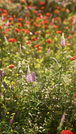 colorful wildflower meadow