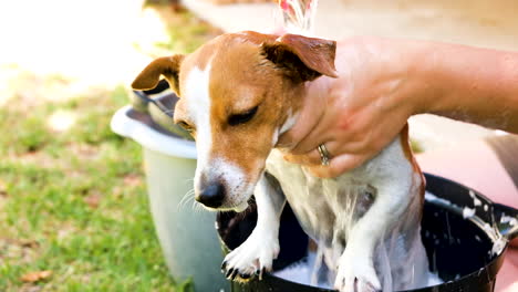 cute jack russell terrier gets outdoor bath in bucket on grass