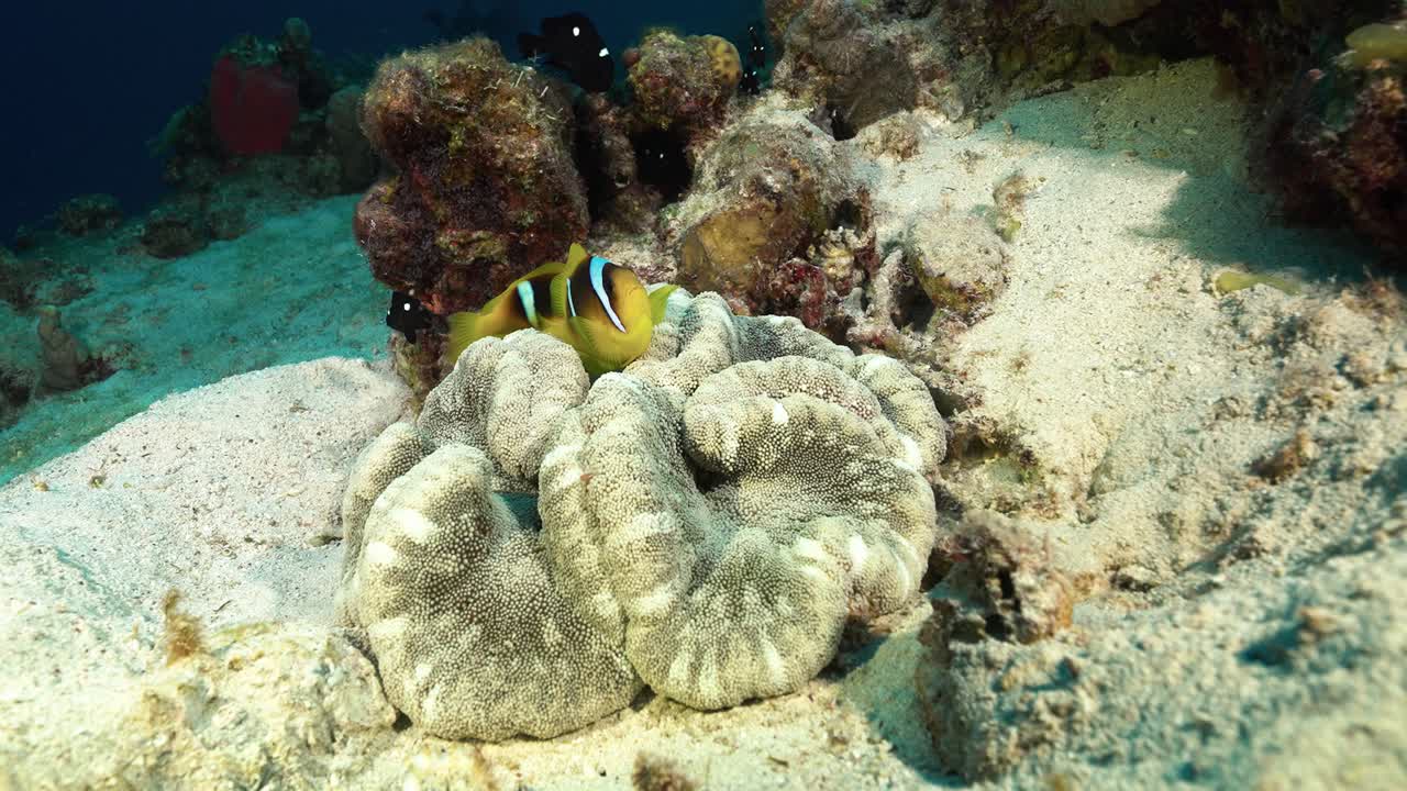 Beautiful 4 Anemony's with clown fish swimming and protect it