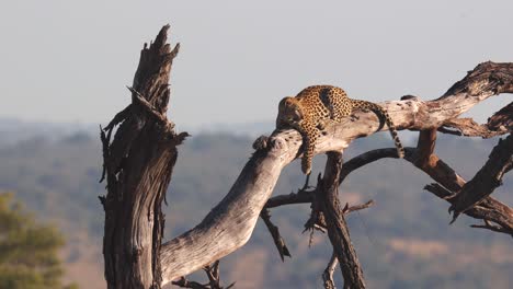 resting leopard enjoys view from high dry tree branch in golden light