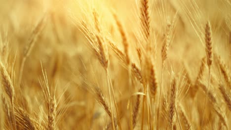 a truly cinematic shot of golden wheat swaying in the summer breeze, bathed in warm sunlight. captures the peaceful, abundant beauty of nature