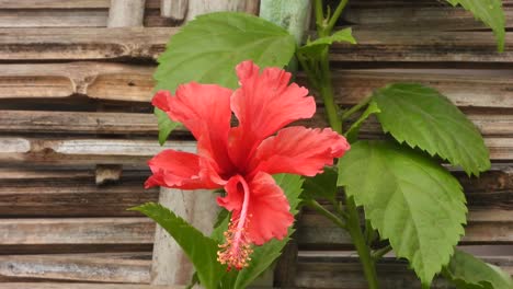 flor de hibisco en las hojas verdes de la planta