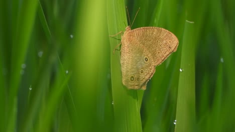 mariposa en los padres de la hierba de arroz