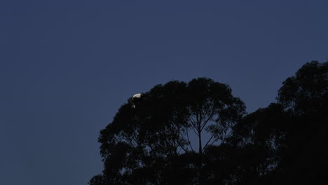 Espectacular-Lapso-De-Tiempo-De-La-Puesta-De-La-Luna-Con-La-Luna-Escondida-Detrás-De-La-Silueta-Del-árbol