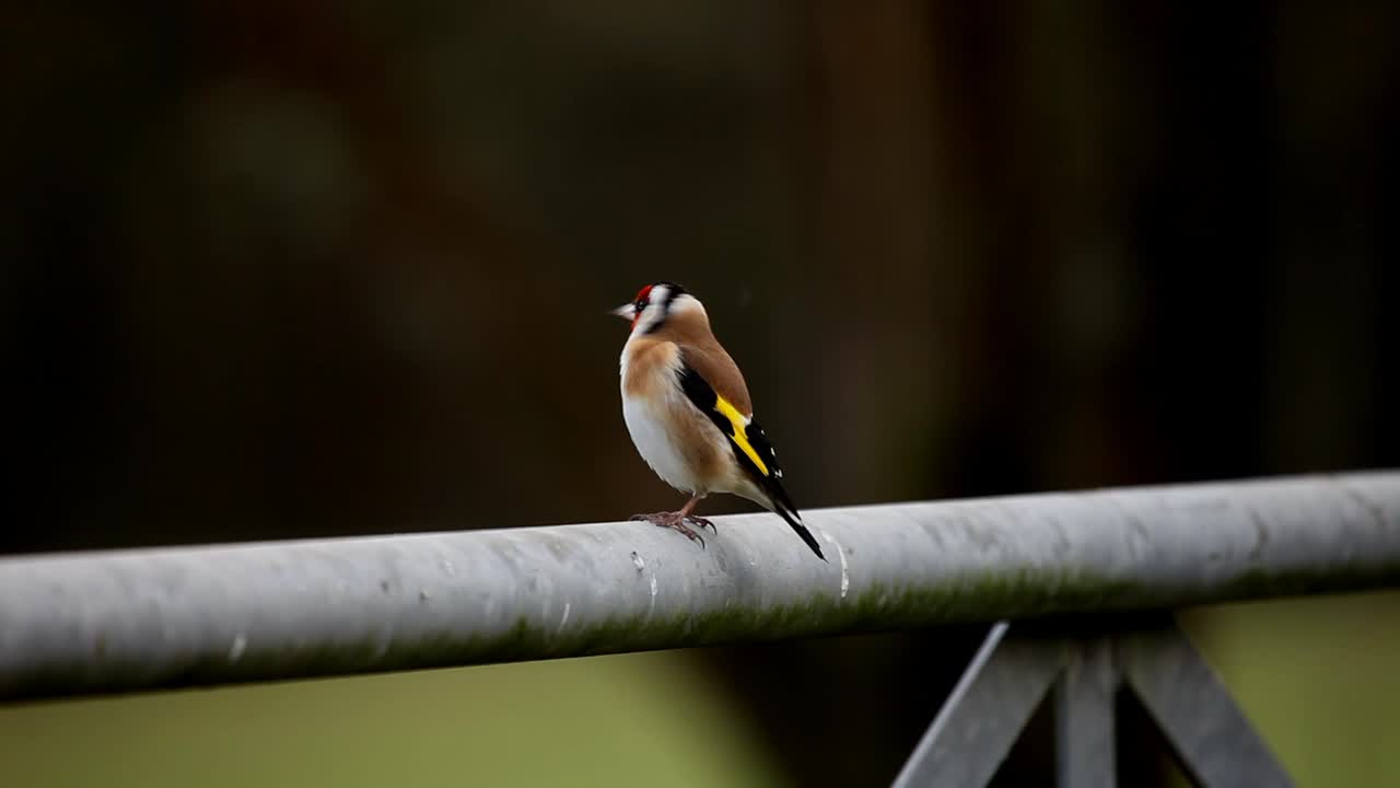Stillits, Carduelis carduelis