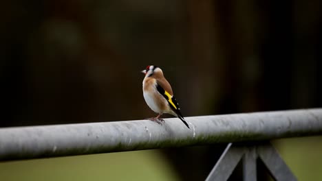 goldfinch, carduelis carduelis
