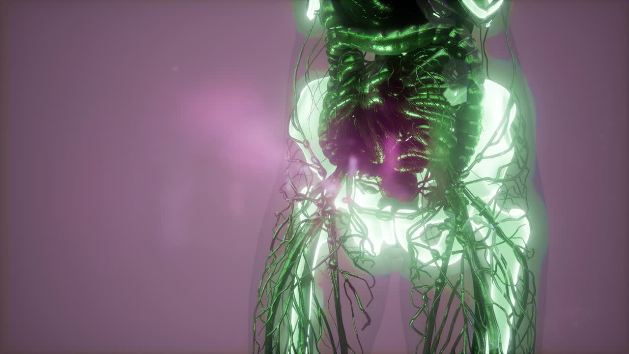 человеческое тело с видимыми скелетными костями