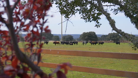 Encina-Y-Toros-En-Una-Granja