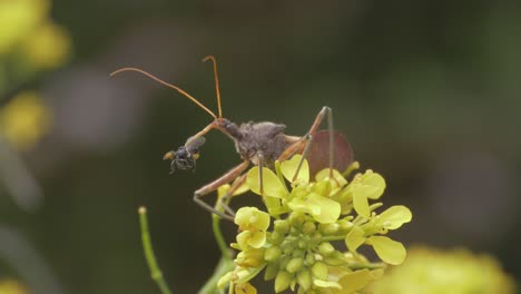insecto asesino común comiendo abejas nativas australianas sin aguijón mientras se sienta en las flores amarillas de berro en el prado