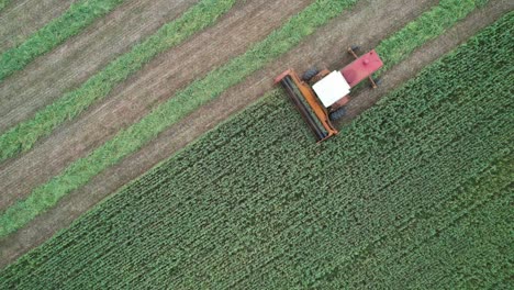 en el noreste de wisconsin, un tractor corta un campo de avena, frijoles y centeno