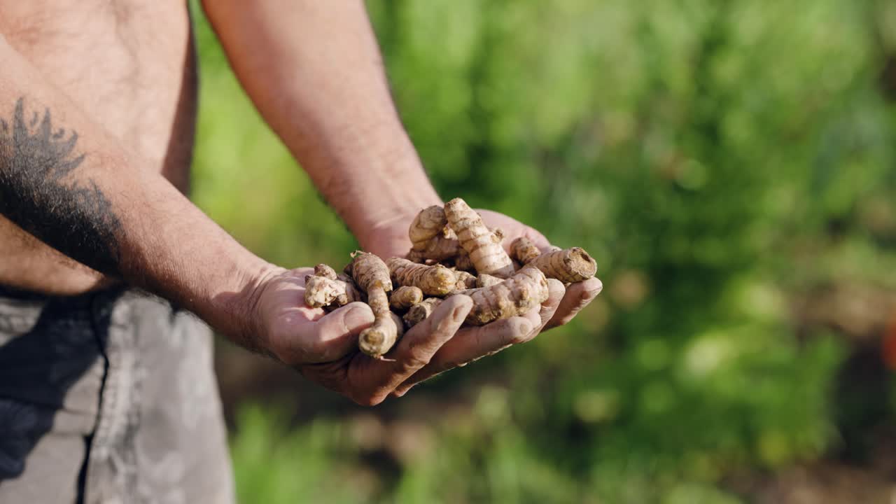 Farmer hands holding freshly harvested turmeric roots