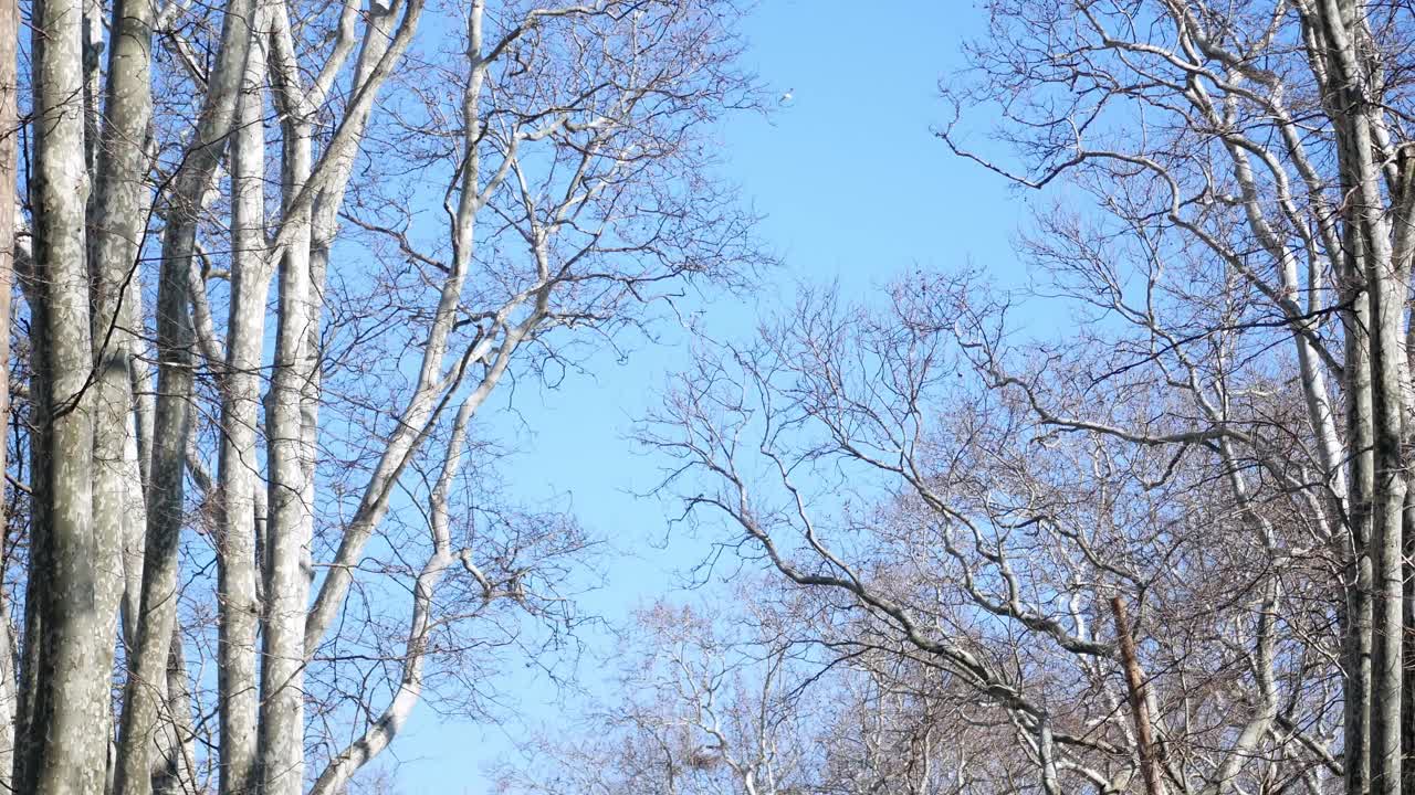 Winter Trees Against a Blue Sky