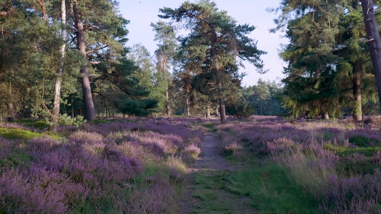 Sendero a través de un campo de brezo en flor en un bosque