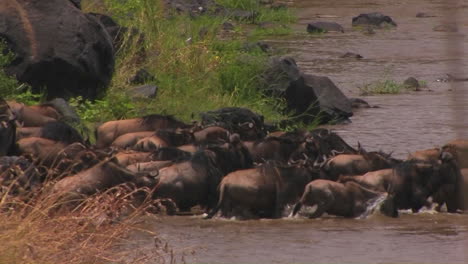 a herd of wildebeests all walk into the water