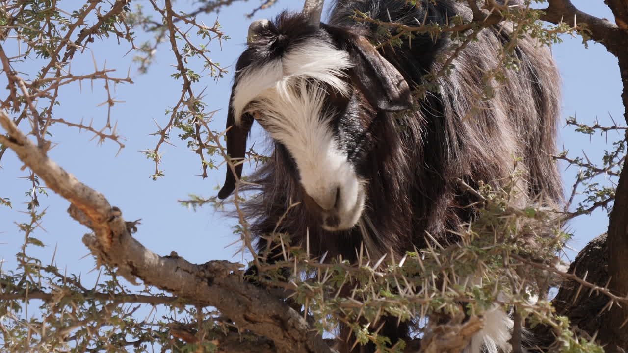 una cabra comiendo hojas de las ramas mientras sube a un árbol en el sultanato de omán