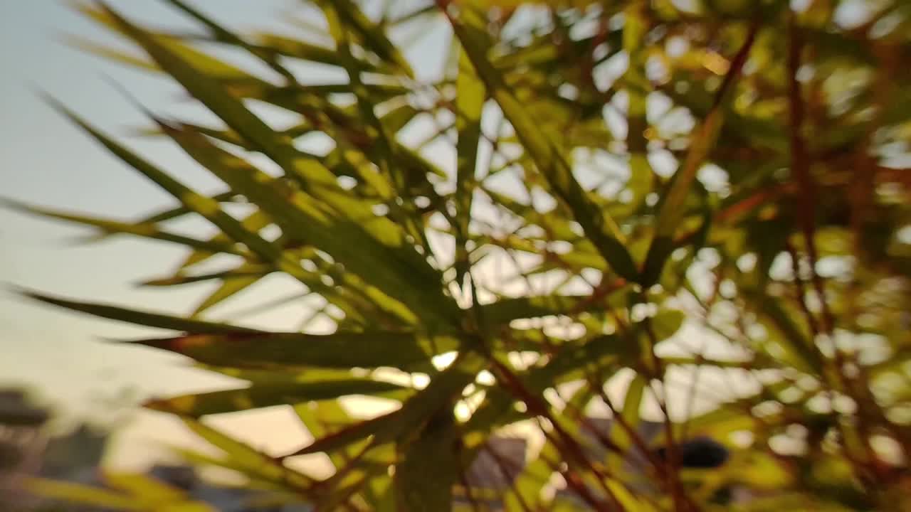 슬로우 모션 꽃과 잎