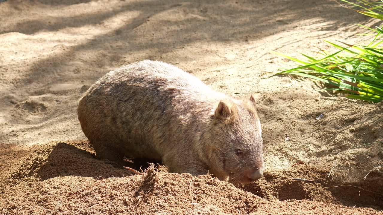 Un tenero vombato comune (Vombatus ursinus) scava attivamente una tana nel terreno sabbioso sotto il sole, foto ravvicinata