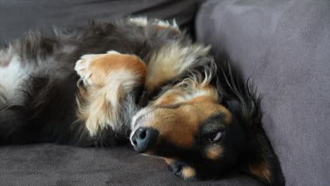perro dachshund de pelo largo acostado en un sofá gris en su espalda abre lentamente los ojos