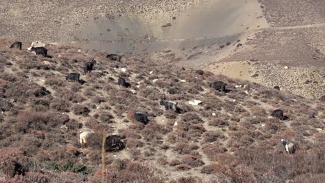 Mountains-goats-grazing-on-a-hillside-in-Nepal