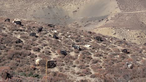 cabras montesas pastando en una ladera en nepal