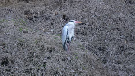 Grey-Heron-Resting-On-Dry-Straw-Leaves-Near-Yangjaecheon-Stream,-Seoul,-South-Korea---close-up