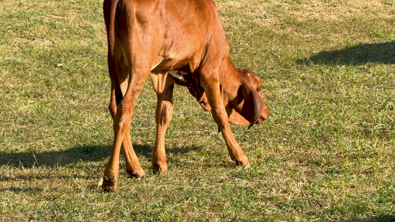 Giovane vitello che pascola pacificamente in un campo aperto