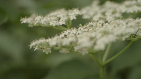 elderberry plant tiny white flowers