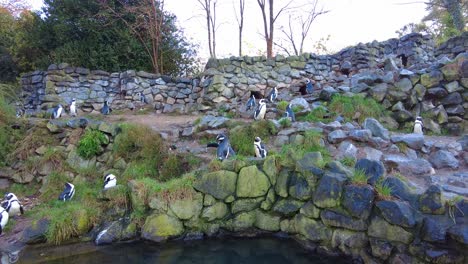 african penguins huddled together preening at burgers' zoo in arnhem, netherlands