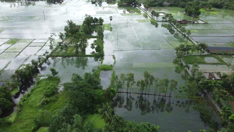 As-a-result-of-heavy-rains,-various-fields-of-West-Bengal-along-the-banks-of-the-Ganges-were-submerged