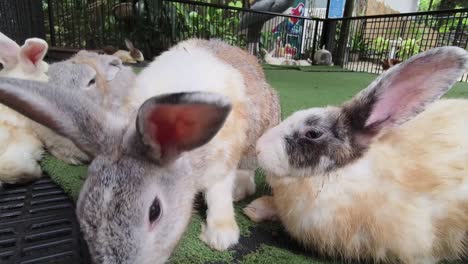 group of rabbits in a zoo