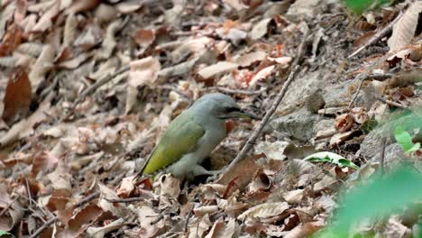 La-Hembra-Del-Pájaro-Carpintero-De-Cabeza-Gris-Que-Busca-Comida-En-Las-Hojas-Caídas