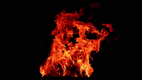 campfire isolated on the black background. mesmerizing view of fire burning at night.
