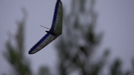 la libertad de un vuelo al anochecer